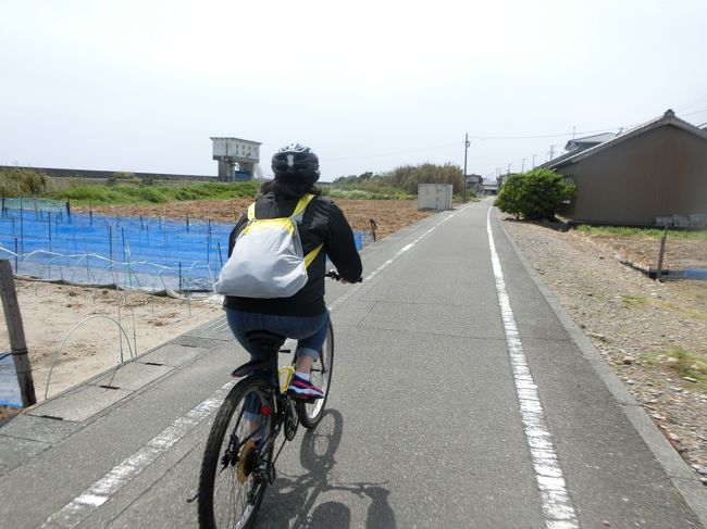 太平洋岸自転車道をマウンテンバイクで走ります。<br />計画では、静波海岸から御前崎まで片道19km 往復38kmのサイクリングです。<br />でもこの日は物凄い強風が吹いていました。<br />それも向かい風。<br />漕いでも漕いでも進まなくて、、、、、<br />牧之原資料館に寄ったんですが、ここがまた田沼意次に関する資料や展示が豊富で、予定より大幅に時間がかかってしまいました。<br />よって昼食は予定を変更してここ牧之原でお寿司!!<br /><br />田沼意次の印象が少し変わりました。