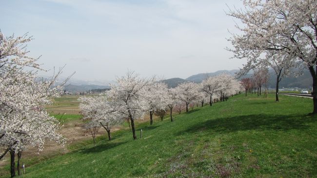 信州家族旅行の二日目。よませ温泉の宿から、千曲川東側を飯山市まで北上。<br />千曲川渡り西側を南下、次の宿まで道の駅休憩、桜の名所寄りながらの移動です。