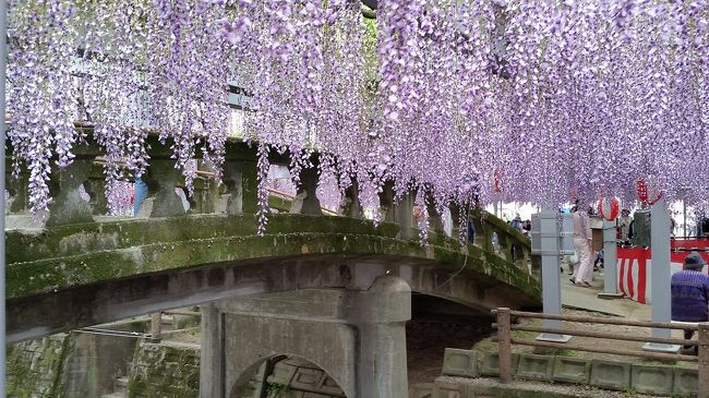 今年は異例の暑さで藤も満開<br />通年ではゴールデンウィーク頃が満開でそれに合わせてイベントとかも組まれているのですが、今年は暑くて藤もバタバタ咲き始めました。<br /><br />たまにはお花を愛でてみましょう