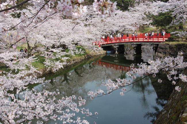 １泊２日で東北の桜を見学するツアーで、弘前、盛岡、北上、角館の桜を見学してきました。<br />１日目は、羽田空港から秋田空港に飛び、そこからバスで弘前に向かい、弘前公園の桜を見学しました。<br />弘前城の桜は、丁度満開となっていました。弘前城公園の桜を約３時間見学した後、盛岡に向かい盛岡に宿泊しました。<br />２日目は、朝、盛岡城址公園の桜と石割桜を見学したあと、北上に向かい、北上展勝地の桜を見学しました。<br />その後、角館に向かい武家屋敷のしだれ桜と桧内川の桜を見学しました。<br />角館を午後５時に後にして、秋田空港に向かい８時すぎの飛行機で羽田に戻り、夜１１時前に帰宅となりました。