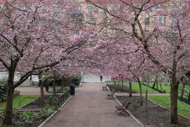 今年も桜が見たくて、<br />ヨーテボーリのSeminarieparkenへ。<br />まだ少し早かったけど、きれいで癒された。