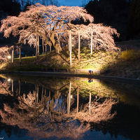 2018-福島の桜めぐり