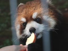 飼育員さん担当替えでレッサーパンダ・ファンが集った市川市動物園（後編）レッサーパンダ特集：やっと会いに来られた去年生まれのひまわりちゃんと１年半近くぶりのハルマキちゃん！～地元のファンさんのおかげで全員のリンゴタイムが見られた@