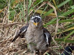 野鳥撮影記録・２０１８年４月石垣　パート５