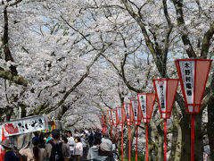 「さくら名所１００選」を訪ねる花見ドライブ・その３＜雲南市・斐伊川堤防桜並木＞