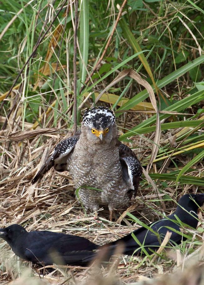 ３日目と最終日の石垣島<br />ガイド無しでメンバー３名で島内をドライブしながらの探鳥です<br />畑で食事中のカンムリワシが見つかりました<br />カラスが横取りしようと虎視眈々、おかげでカンムリが立ちました<br />最終日は午前中の便で帰る予定になっています<br />短時間しかないので子連れのシロハラクイナをじっくり観察することにしました<br />