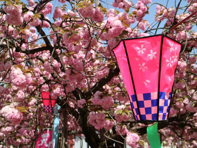 先日のネモフィラ鑑賞の際は曇り空｡<br />桜を見れたものの堪能するには至らず…｡<br />桜が見れるところがないかと探したら、八重桜が見れる場所があるとのこと。<br />天候にも恵まれ気持ちの良い桜鑑賞｡