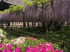 見事な藤棚の「平等院」と国宝「宇治上神社」本殿巡り