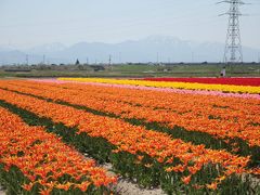 2018春　新潟の花チューリップを満喫！五泉市チューリップ祭りと胎内チューリップ畑