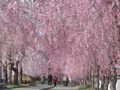 みなみ東北の桜を訪ねて3泊4日の旅　７－１　（日中線記念自転車歩行者道のしだれ桜編）