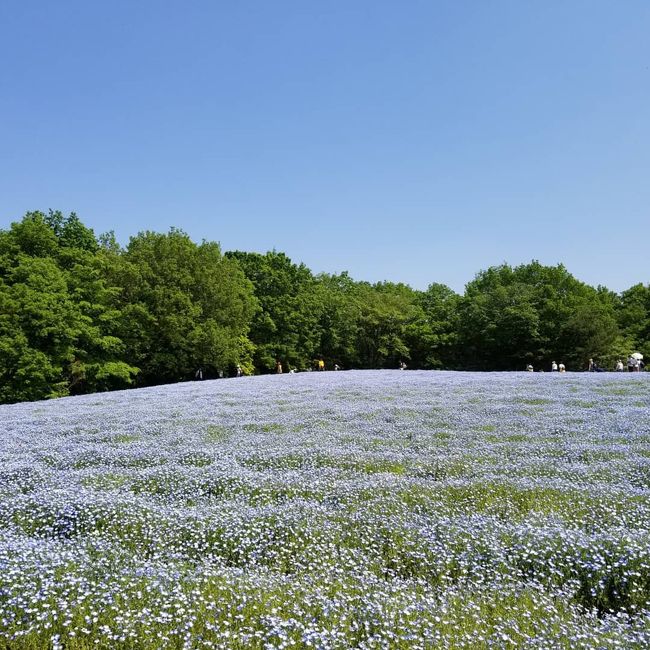 ネモフィラがキレイときいて数年ぶりに森林公園へ。<br />公園散歩と温泉の日帰り旅行です。