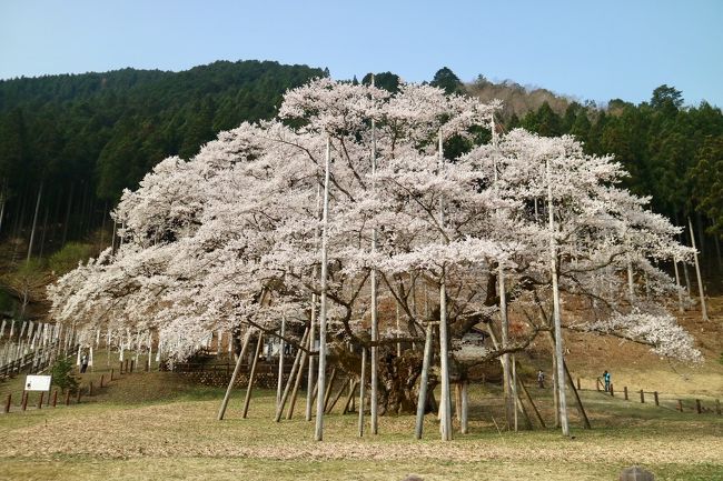 私は岐阜県出身なのですが、岐阜県内に有りながらなかなか行く機会がなかった桜の名所に行って来ました。