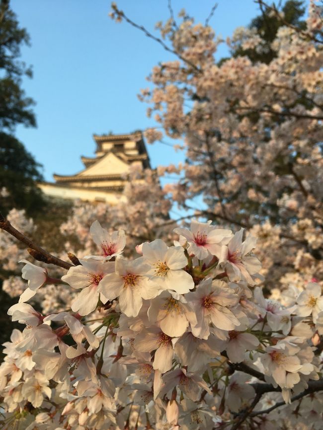 初めての四国。青春18きっぷを利用して、桜の季節にざっくり一周しました。その１日目の夜と2日目。高知～窪川～宇和島<br /><br />「初めての四国 Day 1 （瀬戸大橋～琴平～高知）青春18きっぷ」からの続きです。<br /><br />