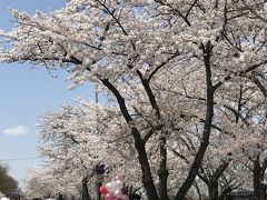 釜山・鎮海・ソウル桜巡り　その５　・・・　そして、ソウル　汝矣島の桜