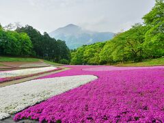 日帰り旅 西武秩父 羊山公園「芝桜の丘」