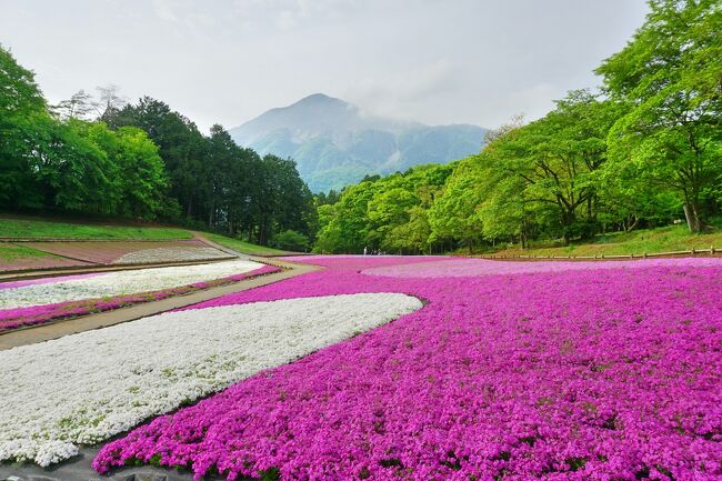 日帰り旅 西武秩父 羊山公園「芝桜の丘」