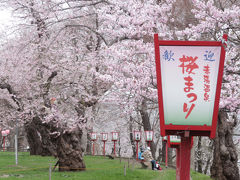 みなみ東北の桜を訪ねて3泊4日の旅　７－4　（松が岬公園、烏帽子山公園、霞城公園編）