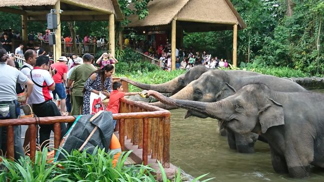 １４年ぶりのシンガポール。<br />ＪＴＢのＷｅｂ専用のツアーで、エアーはチャイナエアライン、ホテルは８１ディクソンの４日間。<br />出発前にボヤジンでチケットを購入して、シンガポール動物園とＵＳＳに行ってきました。<br /><br />その１は、１日めのセントレア→シンガポールと、２日めのシンガポール動物園です。<br />シンガポール動物園のチケットは、トラムの料金込みで３０５８円。<br />往復シャトルバスは、９３４円でした。