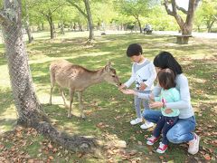 恒例春の奈良公園