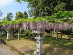 三大神社、志那神社、惣社神社の藤。