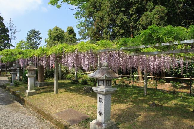 三大神社、志那神社、惣社神社の藤。<br /><br />草津市志那町にある三大神社、志那神社、惣社神社は境内に藤があることから、志那三郷の藤とも呼ばれています。<br />特に三大神社の藤は穂が地面に擦るほど長くなることから「砂擦りの藤」と呼ばれていますが、今回訪問した時にはまだそこまで長くはなっていませんでした。それでも十分見応えがあり綺麗に咲いていました。<br /><br />三大神社の樹齢約400年といわれている「砂擦りの藤」です、