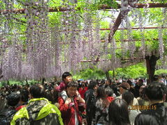 上海の嘉定紫藤園・早くも満開となる