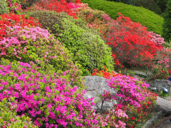 強羅公園　<br />神奈川県足柄下郡箱根町強羅1300<br /><br />こちらはインターネットで　割引券が手に入ります。<br />↓<br />http://www.hakone-tozan.co.jp/gorapark/intro/coupon/<br /><br />50円割引になりますので　利用してお得に　入場してみてね。<br /><br />当日は雨がちらちらって降っていたので傘を持って入りました。<br />青空で　無かったのが　残念でした。<br />今は　ツツジがとても綺麗でしたよ!<br /><br />藤棚は　まだ　箱根では　花がついていませんでした。