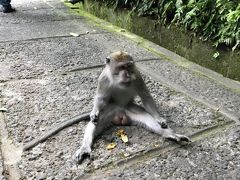 孫の春休みに合わせてバリ島旅行　モンキーフォレスト編