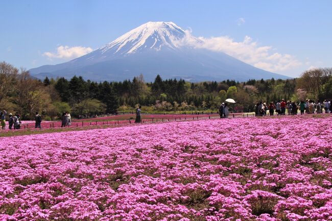 GWの天気予報では初日が一番良い天気のようなので渋滞覚悟で富士芝桜まつりと富士山周遊に出かけました。<br />予想通り非常に良い天気で富士芝桜まつり会場、忍野八海、山中湖花の都公園で綺麗に富士山を見ることが出来ました。（忍野八海では一時的に山頂付近に雲が多いときもありましたが）<br />富士芝桜まつり会場の芝桜は全体として６分咲き程度でした。どちらかと言うと会場の端の方が満開に近く、真ん中あたりはまだほとんど咲いていない状態でした。パンフレットの様な富士山と絨毯の様に咲き乱れる芝桜のコラボとはいきませんでしたが、出来るだけ芝桜が咲いているところで富士山とのコラボ写真を撮ってみました。