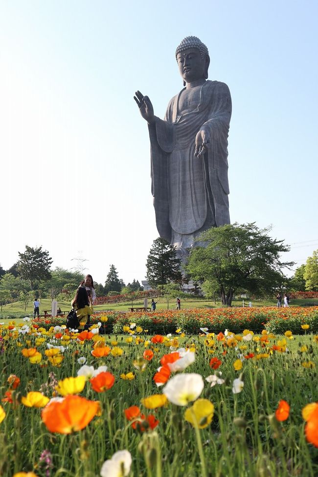 5月下旬からのヨーロッパへの新婚旅行に備えて、これまでのコンデジに加え、ミラーレス一眼を購入。<br />悩みに悩んだ末、CANONのEOS M100を購入しました。<br /><br />使い方や機能を覚えるために、牛久大仏へ出掛けて撮影の練習をしてきました。<br />新婚旅行までに、使いこなせるようにしたいです(^^)/