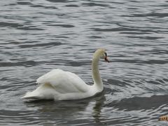 白鳥のいる山中湖と河口湖をドライブ