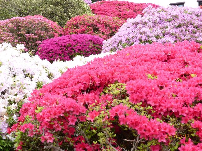 熱海の次は箱根へと回りました。<br />山のホテルのつつじが満開で、昨日の薔薇の不全感を払しょくしてくれました。<br />その後、ロープウェイで大涌谷に上りました。まだまだ噴火口からの蒸気がすごくてびっくりしました。