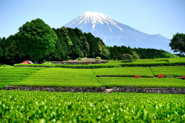 ＧＷの前半戦、日帰りで景色のいいところを回りたいなぁ。<br />そうだ！富士山を見に行こう！<br /><br />大好きな富士山ですが、山梨県側からばかりで、静岡県側からは、新幹線の窓越しにしか見たことがないことに気付いたのがきっかけです。<br /><br />静岡県側からの富士山、素晴らしかったです！<br />大渕笹場の茶畑とのコラボレーションは静岡ならでは！<br /><br />そして、あまり期待していなかった白糸ノの滝も、予想を上回る絶景でした。行って良かったです。<br /><br />ところでペーパードライバーの私は、公共交通機関でしか旅行をしないのですが、静岡の観光地はバスの便がとにかく悪い！という印象。<br />白糸の滝に行くバスも行きと帰りそれぞれ１時間近く待たねばなりませんでした。<br />ＧＷ中とかだけでも、増便してくれればいいのに、と思ってしまいました。