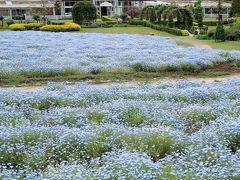 野田-2　花ファンタジア　ネモフィラ　一面の花園　☆「林を愛する」意味の澄んだ青系色