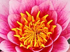 野田-4　花ファンタジア　スイレン/フジ　大池の彩り　☆木道沿いに色いろな園芸種