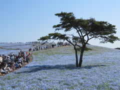 ひたち海浜公園でちょっとだけ「ネモフィラ」を見てきました