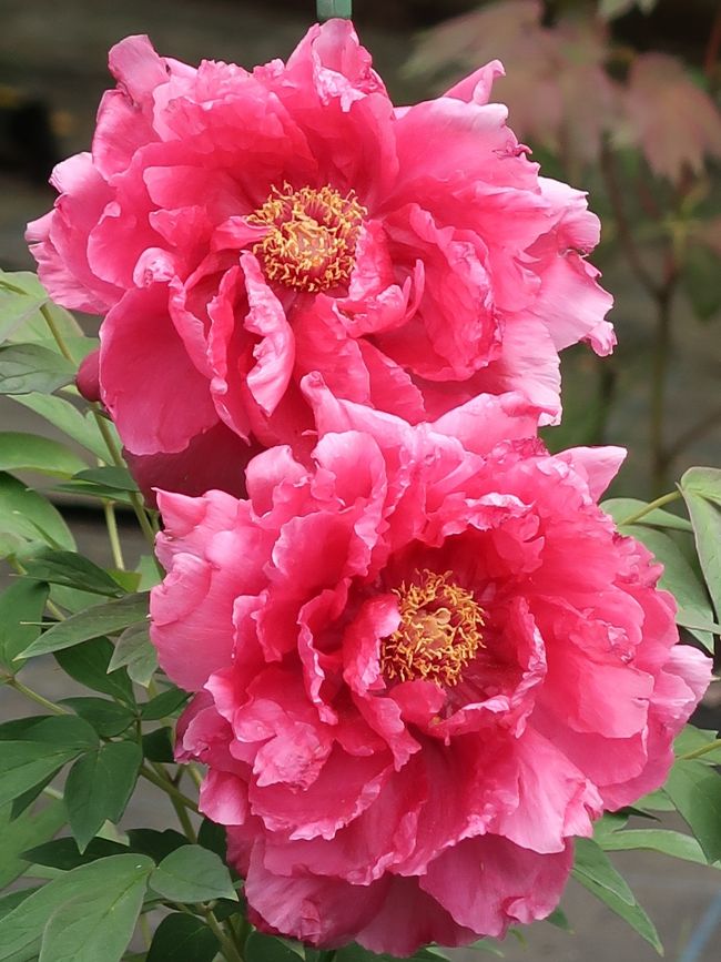 ボタン（牡丹）は、ボタン科ボタン属の落葉小低木。<br />または、ボタン属（Paeonia）の総称。 別名は「富貴草」「富貴花」「百花王」「花王」「花神」「花中の王」「百花の王」など多数。<br /><br />原産地は中国西北部。元は薬用として利用されていたが、盛唐期以降、牡丹の花が「花の王」として他のどの花よりも愛好されるようになった。。1929年までは中国の国花であったとされることもあるが、清政府が公的に制定した記録はみられない。中華人民共和国政府は近年、新しく国花を制定する協議を行い、牡丹、蓮、菊、梅、蘭などの候補が挙げられたが、決定に至らなかった。<br />従来は種からの栽培しかできなくて正に「高嶺の花」であったが、戦後に芍薬を使用した接ぎ木が考案され、急速に普及した。鉢植えや台木苗で市場に出回る。春牡丹は4-5月に開花する一般的な品種。<br />（フリー百科事典『ウィキペディア（Wikipedia）』より引用）<br /><br />花ファンタジア<br />公園西側の座生川沿いの湿地を造園し、総面積70,000平方メートルのフラワーガーデンが開園した。開園式は2002年3月26日に行われた。 フラワーガーデンの名称は一般公募したところ「花ファンタジア」に決定した。 2012年3月26日フラワーガーデン「花ファンタジア」が10周年を向かえ、園内のリニューアルが行われた。<br />（フリー百科事典『ウィキペディア（Wikipedia）』より引用）<br /><br />花ファンタジア　については・・<br />https://hanafantasia.jp/