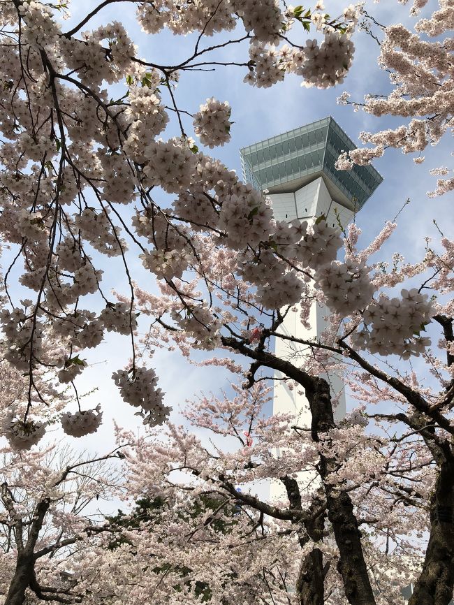 朝5時に出発して五稜郭タワー函館公園に来ました(∩ﾟ∀ﾟ)&#127804;桜満開でめっちゃ綺麗だよ～
