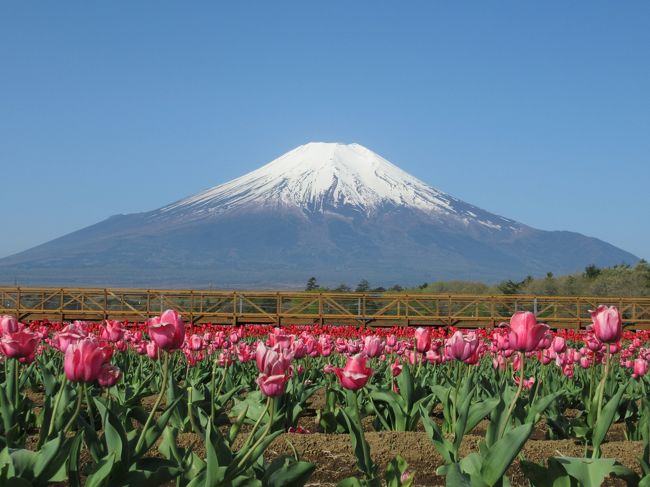 毎月送られてくる冊子の5月号に載っていた、<br />ネモフィラと富士山の写真を見たのがきっかけで、<br />山中湖花の都公園に行ってきました。<br />ＧＷに行くなんて、何時に起きればいいんだろう・・・<br />やはり、早起きで行くことになりました。