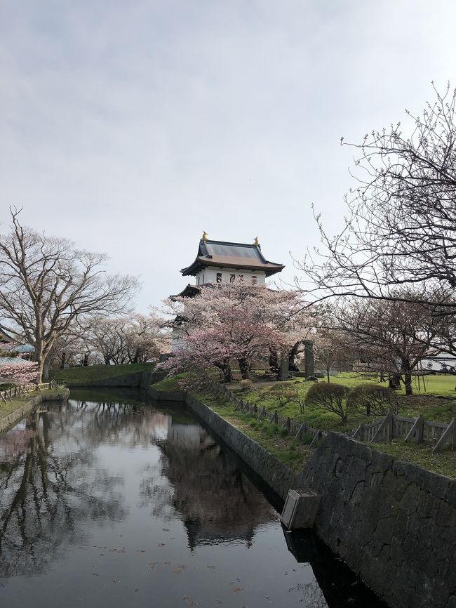 函館に桜観に来たけど案外空いててサクサク観光出来たから松前城まで行っちゃおう！って事で来ました(≧∇≦*)桜綺麗だよ～