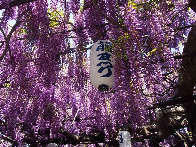 今年の4月は暑かった。4月に入って夏日が続いたので藤の花もあっという間に咲いちゃった。<br />見ごろを少し過ぎてしまったが、ＪＲ和泉砂川の梶本さんの藤棚を見に行ってきました。<br /><br />そして、4月18日に亡くなったジャガオに献花をしに行ってきました。