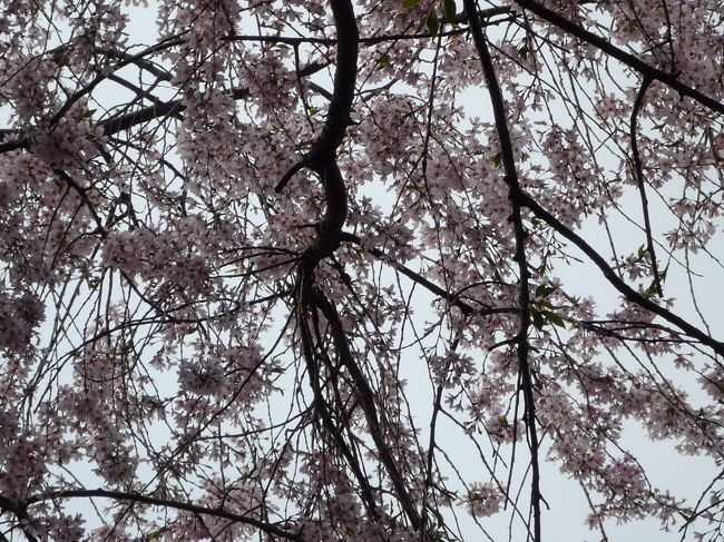 桜を見に、伊東温泉へ行きました。<br />松川遊歩道の桜並木のライトアップを楽しみに、宿を予約したのですが、今年は桜の開花が早くて…<br />散ってしまわないかとヒヤヒヤしましたが、何とか間に合いました。