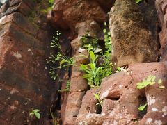 兵どもが夢の跡（世界遺産ミーソン遺跡）2017年3月