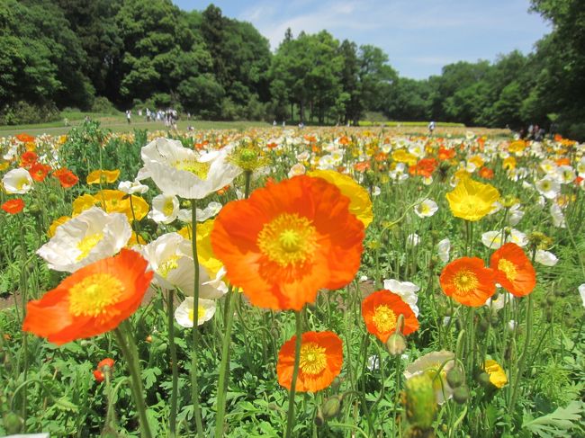 ゴールデンウィークの4月30日、森林公園に行ってきました。<br />ちょうどこの季節はアイスランドポピーが満開、一面のポピーの絨毯が広がっています。<br />ちょっと見ごろは過ぎましたが、一面のネモフィラも咲いています。<br />前日が無料開園日だったことを後で知ってちょっとがっかり・・・<br />でも、ポピーやネモフィラ きれいでした。<br />園内はとても広く、本日は32,281歩も歩いてしまいました。<br /><br />【表紙の写真】武蔵丘陵森林公園わかばフェスタ 60万本のアイスランドポピー