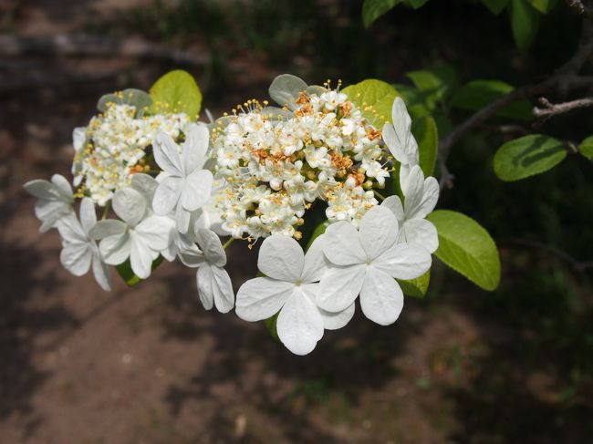 瓊花は鑑真大和上の故郷である中国揚州の花で、隋の皇帝・煬帝が大変気に入って、門外不出となった、ガクアジサイに似た白い花です。<br /><br />1963年、和上遷化1200年に、中国仏教会から唐招提寺に贈られました。<br /><br />四月下旬から五月上旬にかけて、御影堂供華園でその瓊花の特別公開が行われています。<br /><br />良い天気のこの日、第二阪奈道路を通って、唐招提寺に向かいます。<br /><br />モノトーンのイメージのある唐招提寺、境内には瓊花ばかりではなく、菖蒲、おおでまり、ツツジなどが咲き、そこに色を添えています。<br /><br />また花ばかりではなく、この時期緑もきれいで、枝ぶりの良い樹木も多く、こちらも見ごたえがあります。<br /><br />お堂、仏像をあわせて草木花もと、唐招提寺良いですね。<br /><br />【写真は、瓊花です】