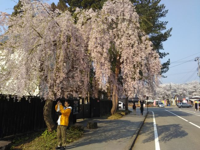 有名な角館の桜を見てきました。桧木内側堤防沿いと、武家屋敷を観光ランで巡りたいと思います。
