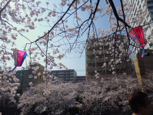 横浜の少し裏横浜の大岡川あたりは桜の季節には大いににぎわいます。<br />東京の目黒川はいま大人気の桜の名所ですが、ここも川沿いの桜散策がなかなかのものです。<br />今年は少し早い３月の末が見ごろでした。<br />京急の日ノ出町駅から次の黄金町駅までが見ごろです。