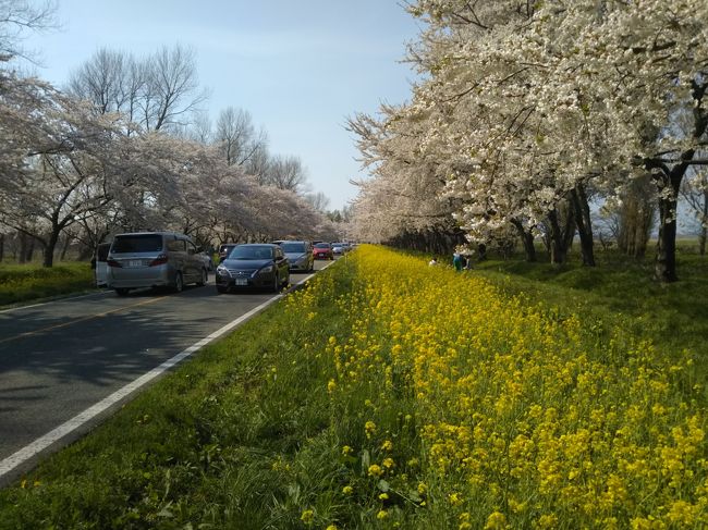 広大な八郎潟干拓地を通る道路沿いに、色鮮やかな桜と菜の花の道があると聞き、行ってきました。延長１１ｋｍと、何とも凄まじいスケールです！