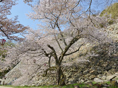 「さくら名所１００選」を訪ねる花見ドライブ・その５＜鳥取市・久松公園＞