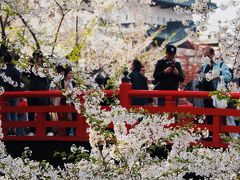 青森/春の東北花紀行_vol.1世界よ、満開が過ぎてもこれが弘前の桜だ＠ドーミーイン弘前(2018年4月)